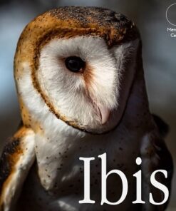 Carlos Emesqua – Ibis ( Instant Download )